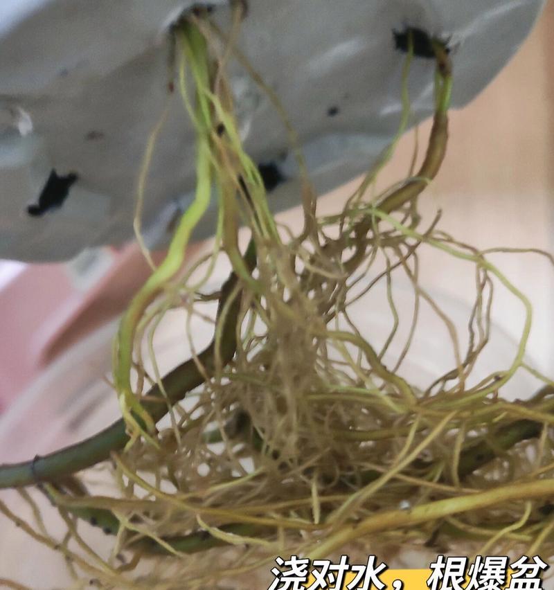 绿萝根部腐烂的处理方法是什么？