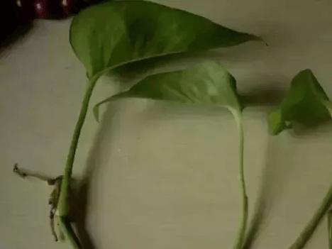 绿萝根部腐烂的处理方法是什么？