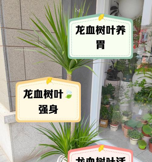 龙血树的种植技巧是什么？如何处理龙血树的常见问题？