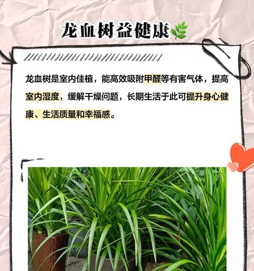 龙血树的种植技巧是什么？如何处理龙血树的常见问题？