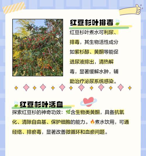 红豆杉黄叶后的处理和预防措施？