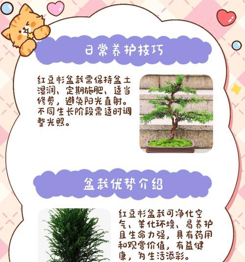 红豆杉黄叶后的处理和预防措施？