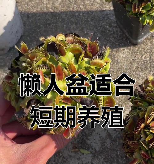 捕蝇草养护的要点和常见问题？