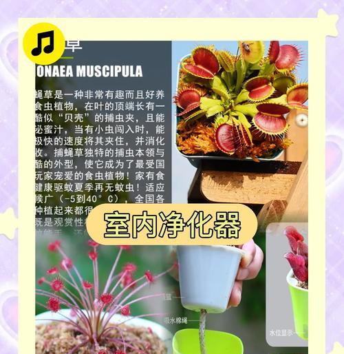 捕蝇草养护的要点和常见问题？