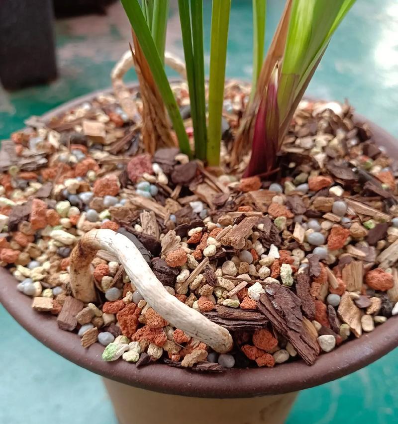 兰花花期过后应该如何管理？