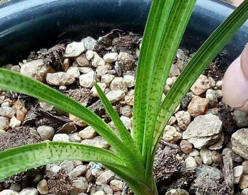 兰花花期过后应该如何管理？