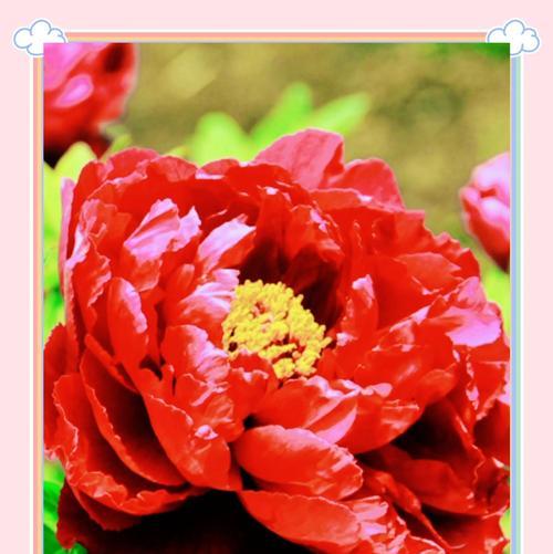 牡丹多开花的秘诀是什么？如何进行牡丹的花期管理？