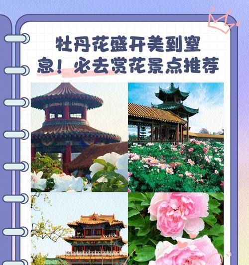 牡丹多开花的秘诀是什么？如何进行牡丹的花期管理？