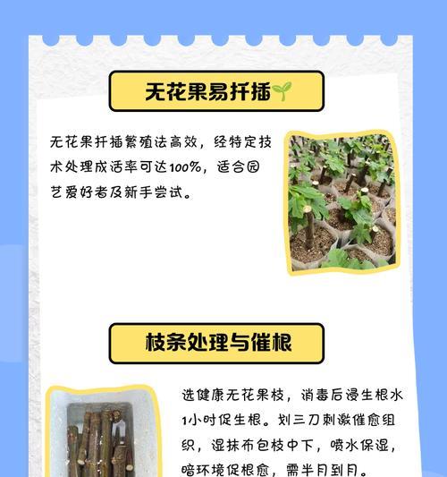无花果扦插繁殖的步骤和技巧是什么？