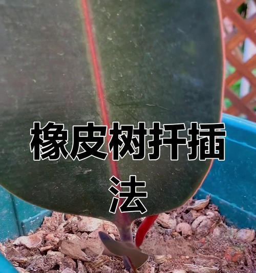 印度橡皮树的种植技巧有哪些？