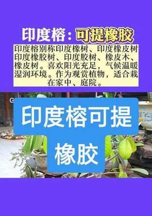 印度橡皮树的种植技巧有哪些？