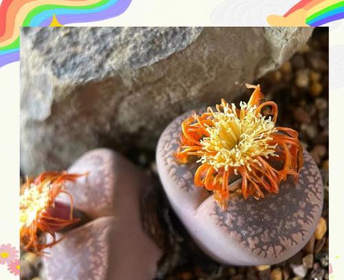 生石花浇水需要注意什么？