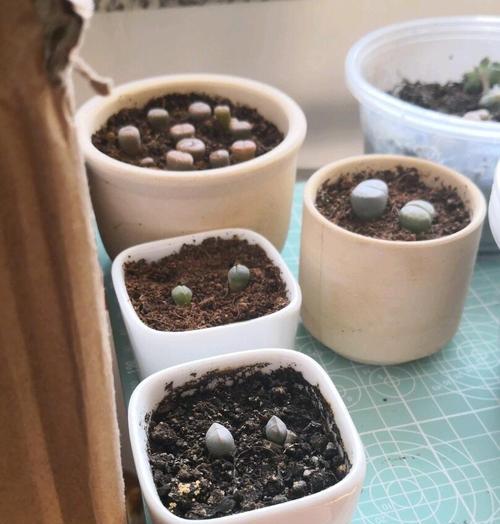生石花浇水需要注意什么？