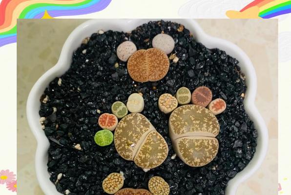 生石花浇水需要注意什么？