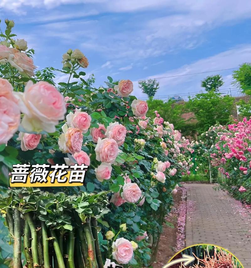 蔷薇种植的要点是什么？如何处理蔷薇的病虫害？