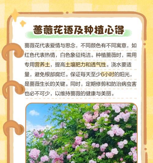 蔷薇种植的要点是什么？如何处理蔷薇的病虫害？