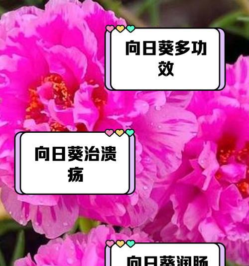 向日葵象征着什么？向日葵在不同文化中的含义是什么？