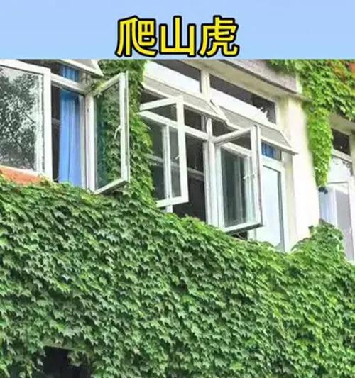 爬山虎哪种品种最适合家庭种植？