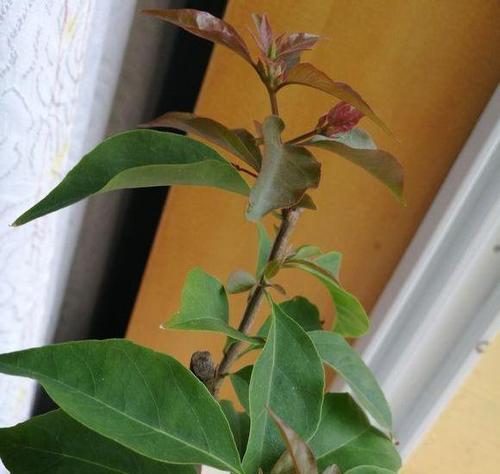 三角梅的花芽是什么？如何促进三角梅花芽的形成？
