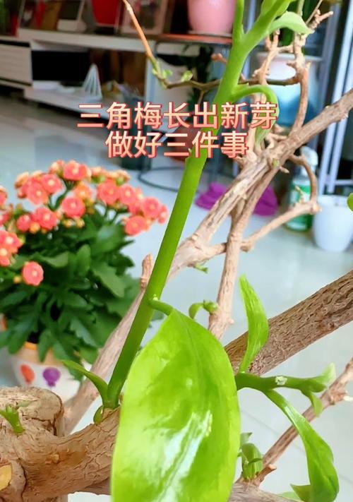 三角梅的花芽是什么？如何促进三角梅花芽的形成？
