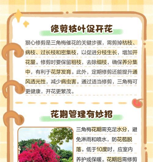 三角梅的花芽是什么？如何促进三角梅花芽的形成？