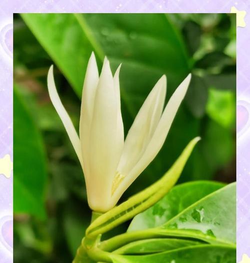 白兰花的养护方法有哪些？如何处理白兰花的常见问题？