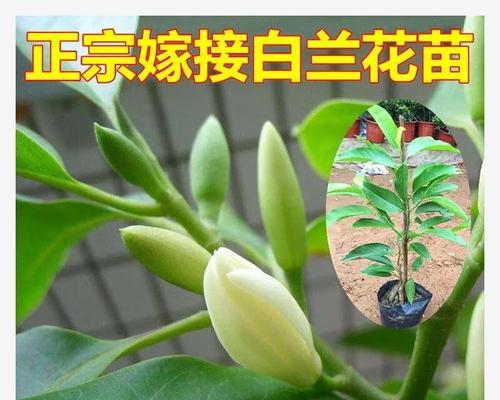 白兰花的养护方法有哪些？如何处理白兰花的常见问题？