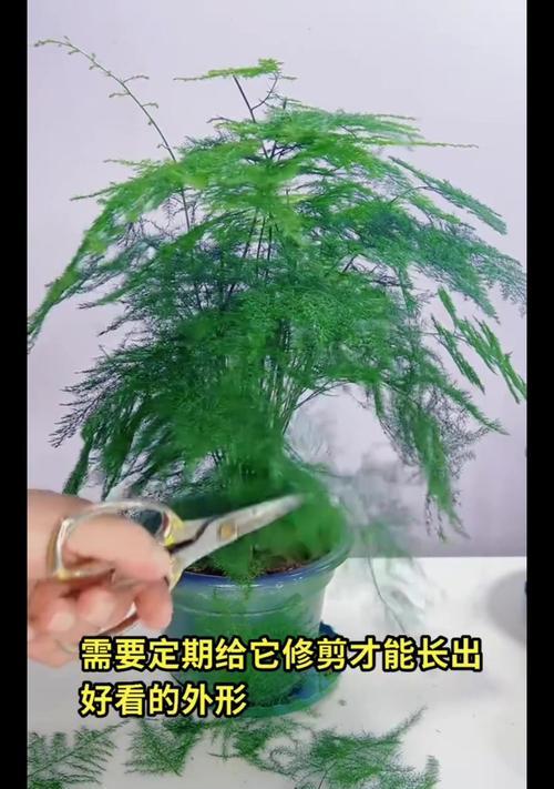 文竹繁殖的秘诀是什么？如何有效繁殖文竹？