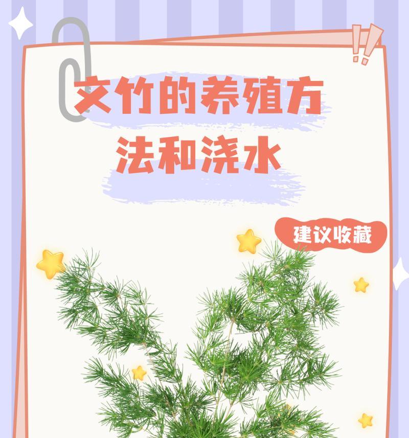 文竹繁殖的秘诀是什么？如何有效繁殖文竹？