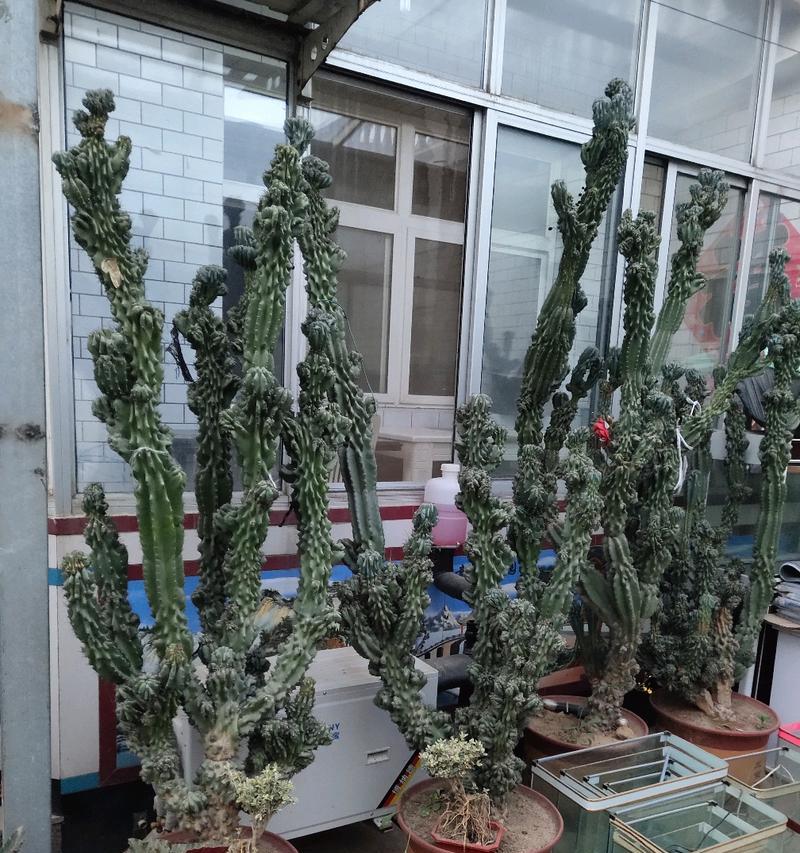 山影的品种有哪些？山影的养护和繁殖技巧是什么？
