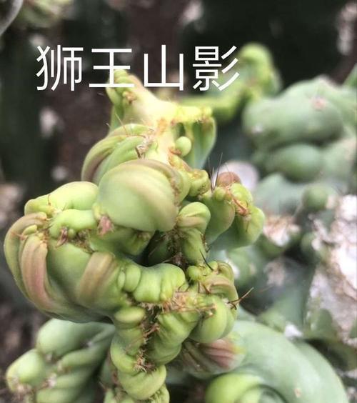 山影的品种有哪些？山影的养护和繁殖技巧是什么？