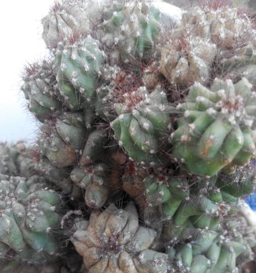 山影的品种有哪些？山影的养护和繁殖技巧是什么？