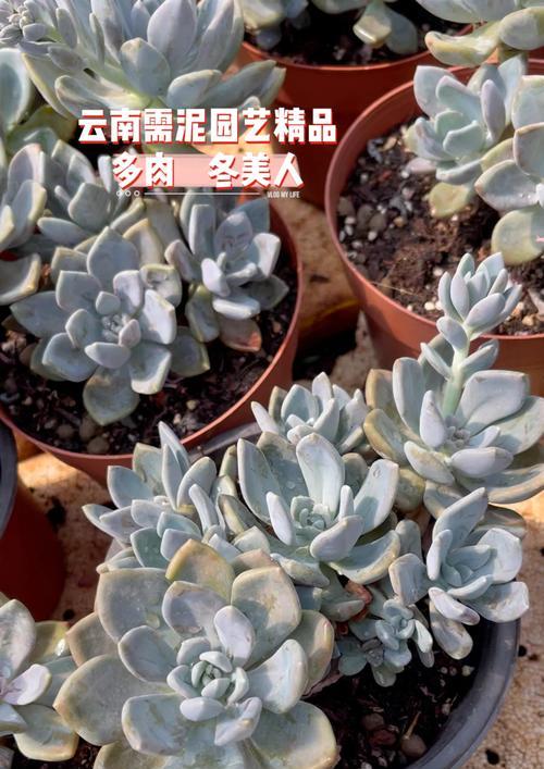 冬美人多肉植物的养殖技巧是什么？如何防止冬美人徒长？