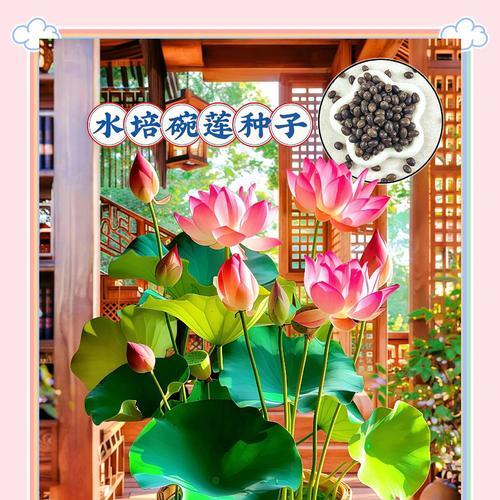 碗莲种植时应该使用什么样的水质？