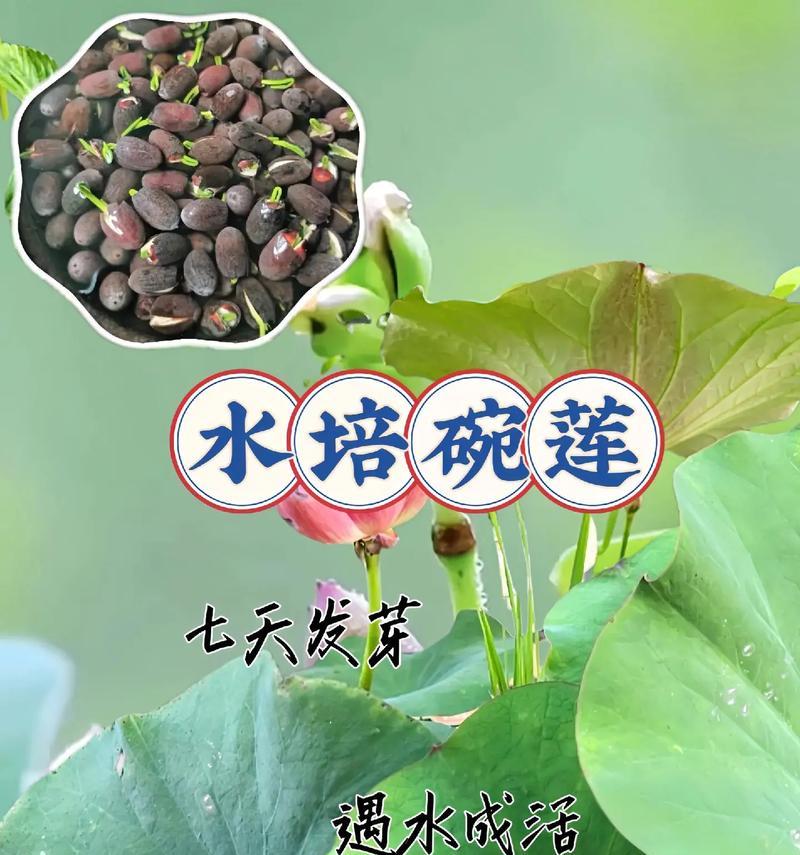 碗莲种植时应该使用什么样的水质？