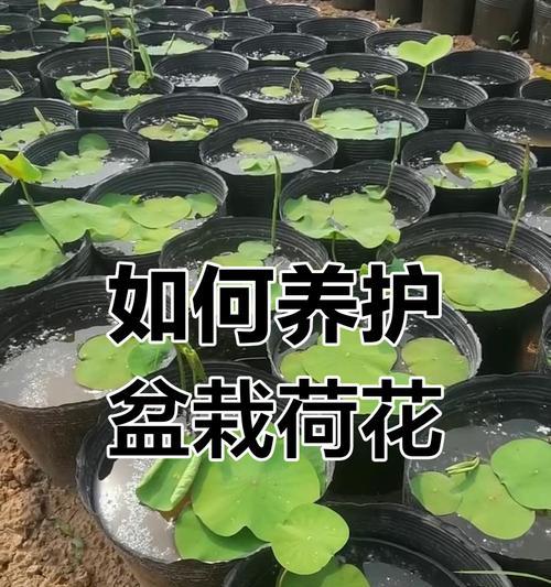 碗莲种植时应该使用什么样的水质？