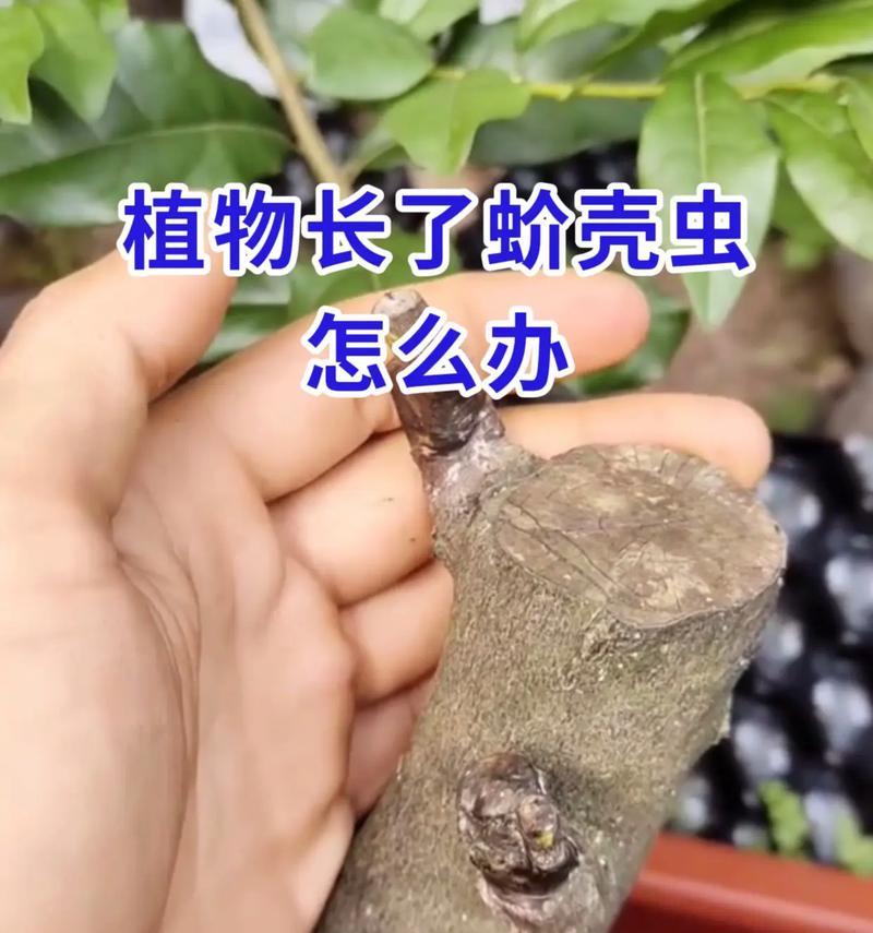 蚧壳虫的灭除方法有哪些？如何有效灭除植物上的蚧壳虫？