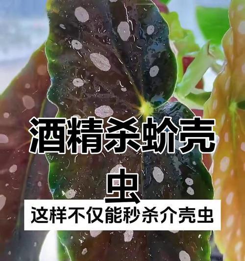蚧壳虫的灭除方法有哪些？如何有效灭除植物上的蚧壳虫？