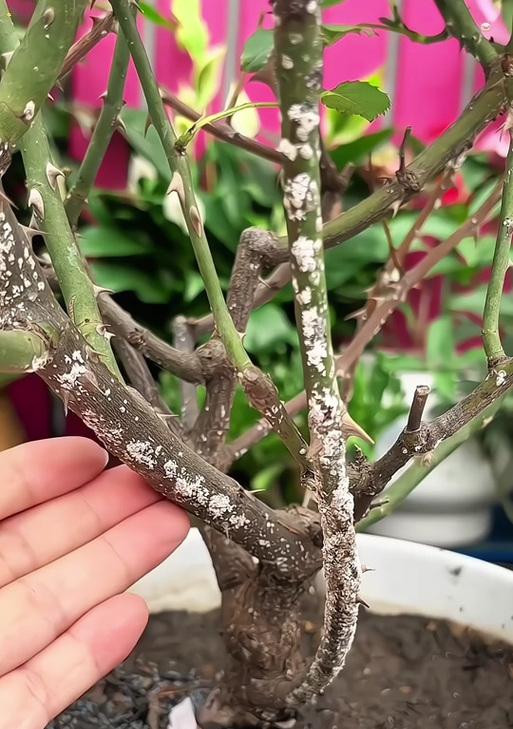 蚧壳虫的灭除方法有哪些？如何有效灭除植物上的蚧壳虫？