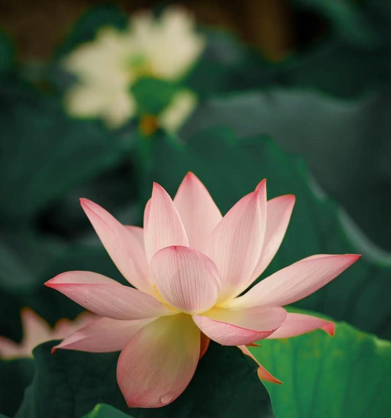 荷花是怎么养的才能开出美丽的花朵？