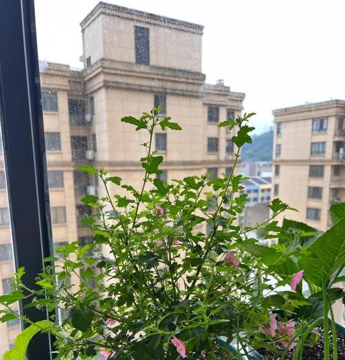 扦插繁殖有哪些方法？不同植物的扦插技巧是什么？