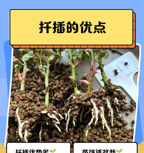 扦插繁殖有哪些方法？不同植物的扦插技巧是什么？