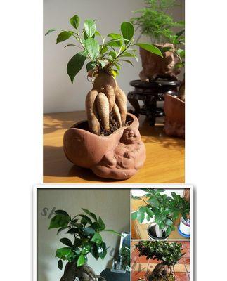 榕树水培的正确步骤是什么？