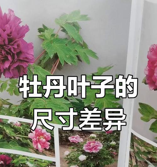 牡丹叶片修剪的最佳时间和方法是什么？
