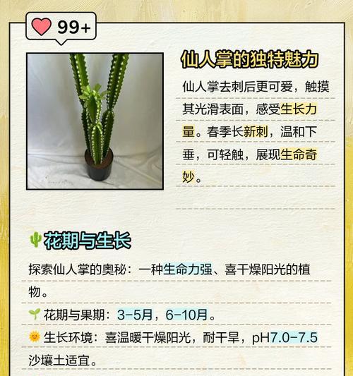 神龙木仙人掌的养护技巧是什么？