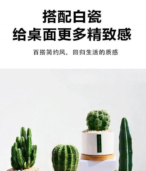 神龙木仙人掌的养护技巧是什么？