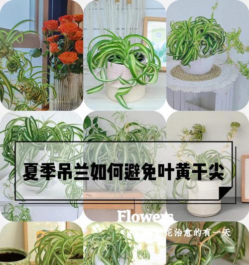金边吊兰施肥秘籍：喜欢什么肥料？