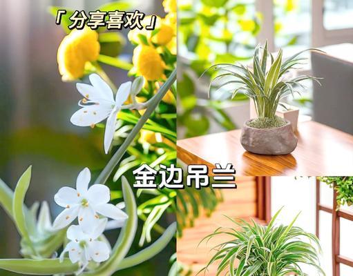 金边吊兰施肥秘籍：喜欢什么肥料？