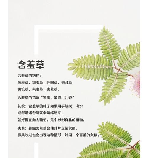 含羞草养殖有哪些技巧？如何保持其敏感性？