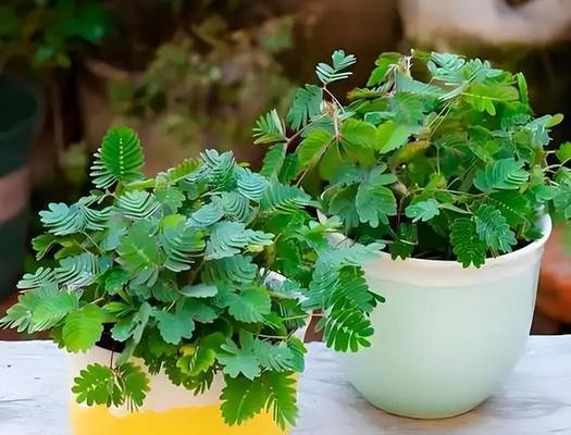 含羞草养殖有哪些技巧？如何保持其敏感性？